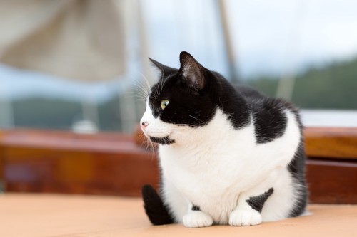 船の猫