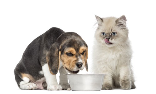 ご飯を食べる猫と犬