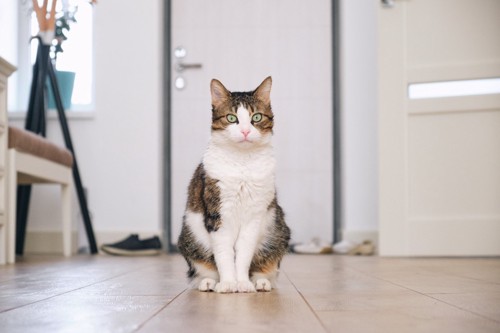 玄関で待っている猫
