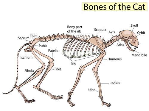 猫の骨格解剖図