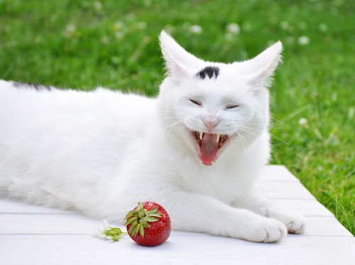 イチゴと鳴く猫