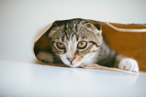 紙袋に入っている猫