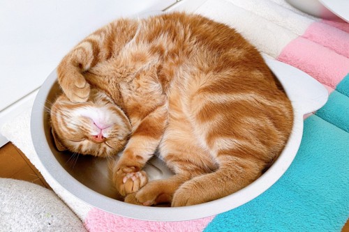 ねこ鍋に入る猫