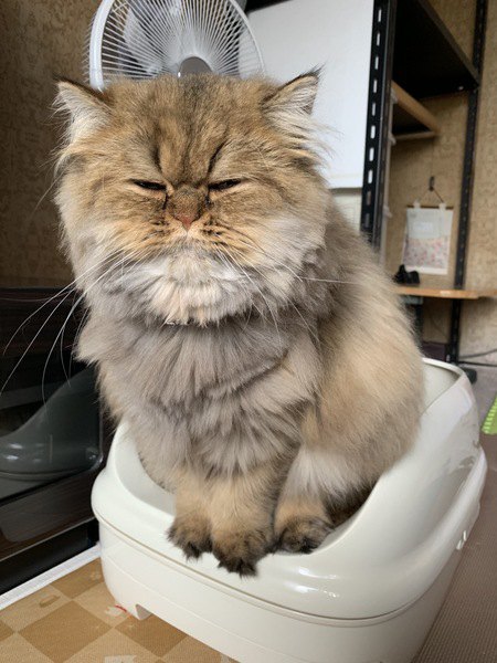 トイレの角に立って用を足しているペルシャ猫