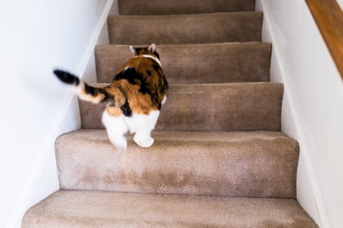階段を上って逃げる猫