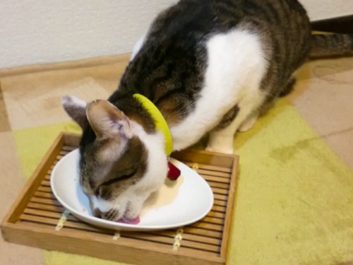 お皿を舐める猫