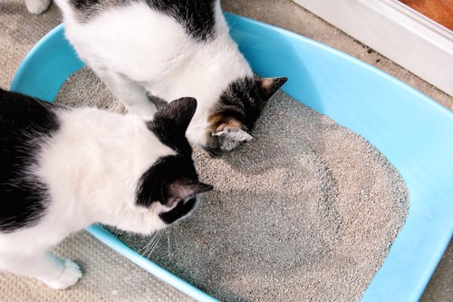 猫砂が飛び散る前にトイレを匂う二匹の猫たち