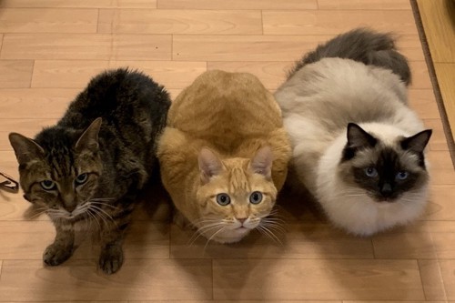 並ぶ3匹の猫
