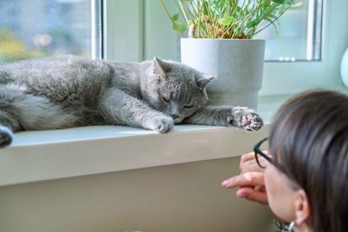 窓辺に寝そべる猫とそれを見る女性