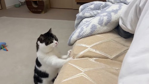 ソファーに前足をかける猫