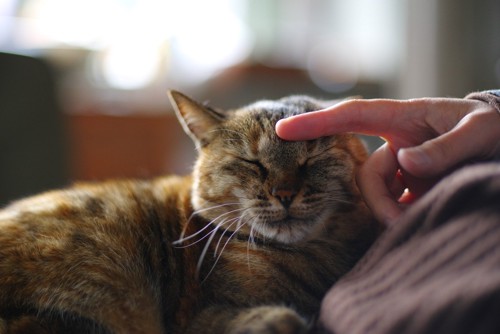 猫の額を撫でる人の指