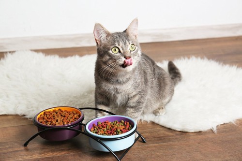 フードスタンド付きの食器の前で舌を出す猫