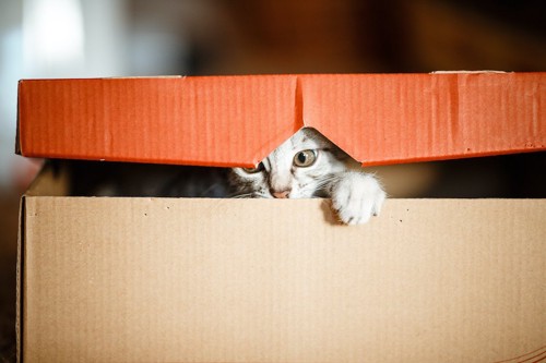 箱の中に隠れて顔を出している猫
