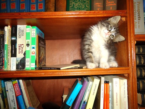 棚にいる猫