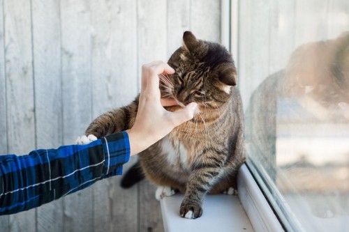 嫌がって噛む窓際の猫