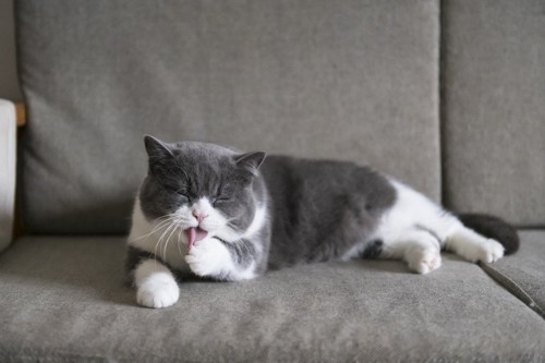 ソファの上で前足を舐める猫