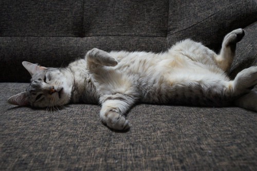 ソファの上にヘソ天で眠る猫