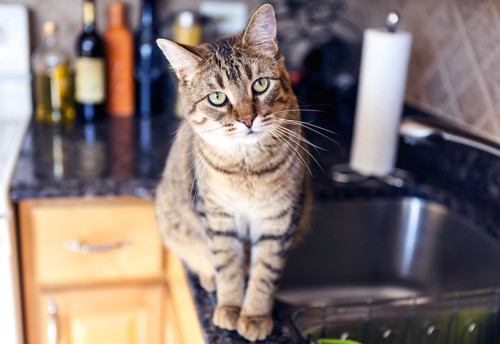 キッチンの猫