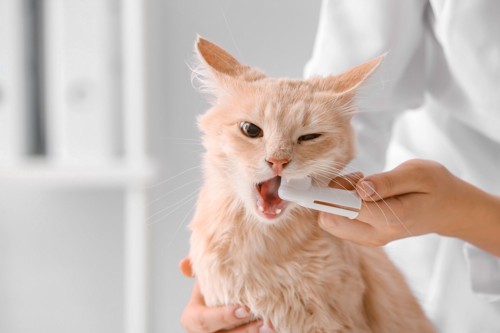 歯磨きをされる猫