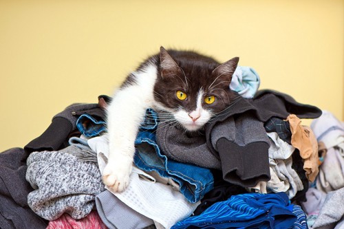 洗濯物の上に乗る猫