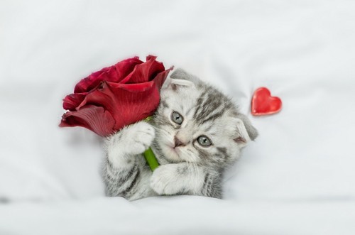 薔薇の花と子猫