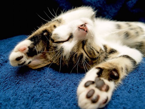 両手を上げて眠っている猫