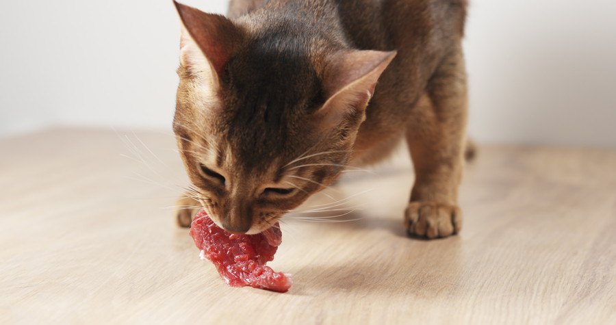 お肉を食べる猫