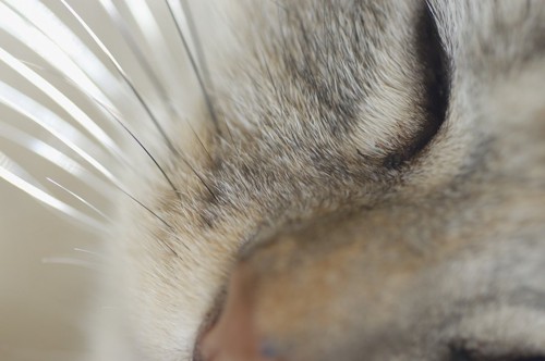目を閉じた猫のヒゲアップ