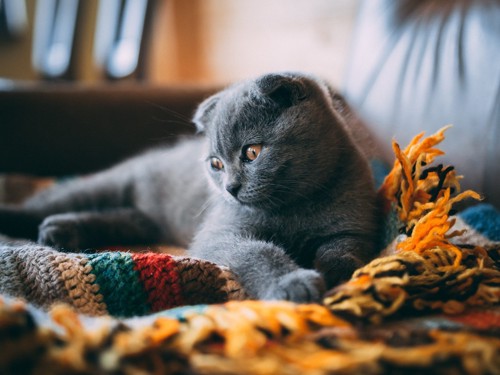 毛布の上に座る折れ耳猫