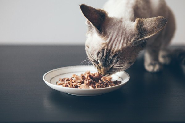 お皿に入ったフードを食べる猫