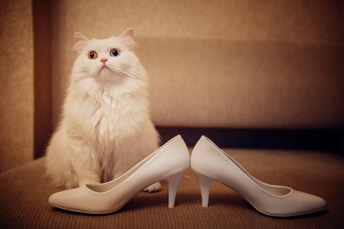 靴と猫