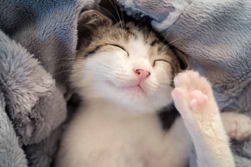 毛布にくるまれて、眠る猫
