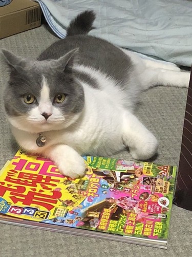 雑誌の上に手を乗せるハチワレの猫