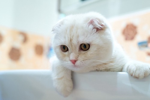 浴槽を覗く猫