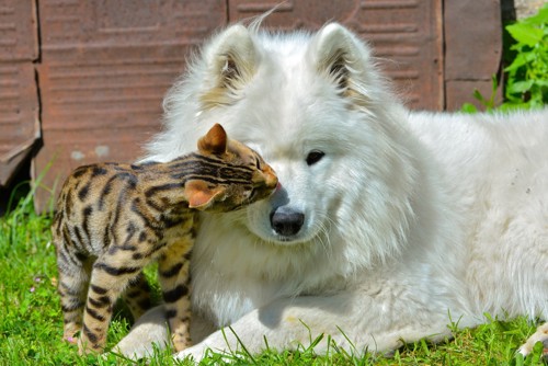 ベンガル猫と犬