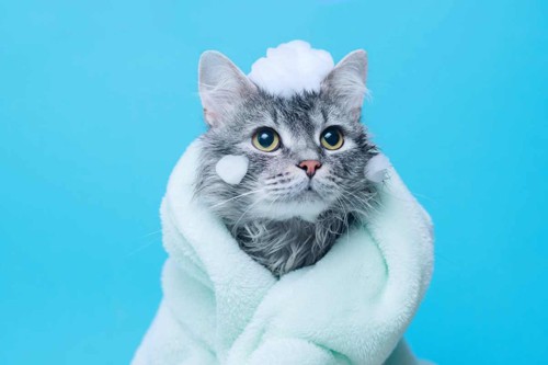 頭に泡を乗せタオルに包まれる猫
