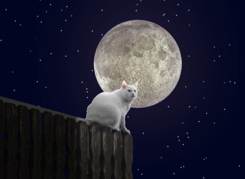 満月と猫