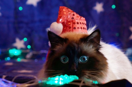 サンタの帽子をかぶる猫