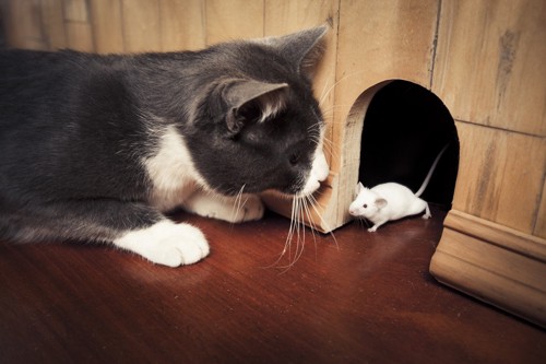 鉢合わせしている猫とネズミ