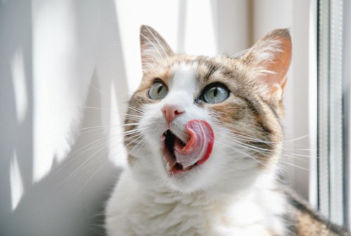 窓辺で舌なめずりする猫