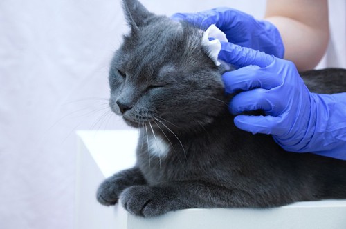 耳を綿で拭かれる黒猫