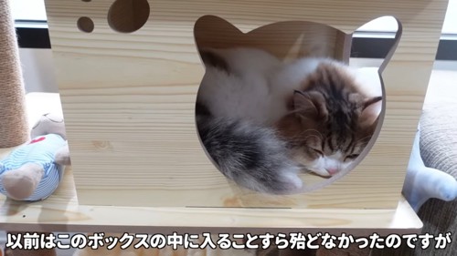 箱の中で寝る猫