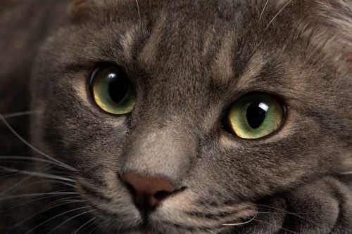 まっすぐ見つめる猫の目