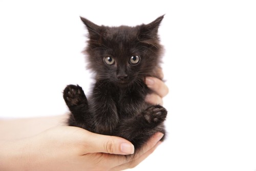 人の手に抱かれた黒い子猫