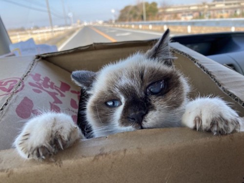 箱から顔を出す子猫