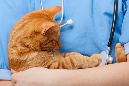 聴診器を触る抱っこされる猫