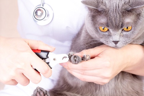 獣医師に爪切りされている猫