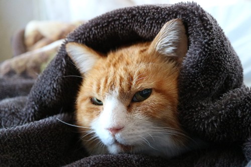 毛布にくるまっている猫