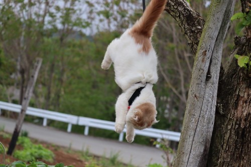 飛び降りる猫