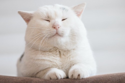 リラックスしている白猫